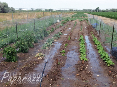 From My Head Tomatoes | The Farm Paparazzi